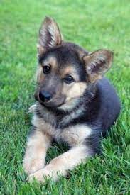 Free turkish german shepherd puppies 82 German Shepherds Ideas German Shepherd Dogs Shepherd Dogs