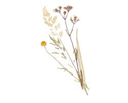 Pin By Aketzalli Diaz On Polyvore Pngs Overlays Flowers Mood Boards