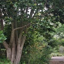 Image result for Syzygium cordatum