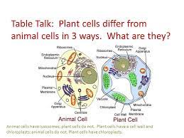 There are many similarities between plant and animal cells, as well as three key differences. Chapter 3 Section 2 Looking Inside Cells Organelles Small Structures Within The Cell That Carry Out Specific Functions Think Of The Cell As A Factory Ppt Download