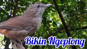 Paling keren 20 gambar burung flamboyan jantan dan betina richa gambar from 3.bp.blogspot.com. Playtube Pk Ultimate Video Sharing Website