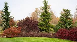 1000 Images About Garden Borders Amp Beds On Pinterest Shade Privacy Landscaping Shrubs For Landscaping Conifers Garden