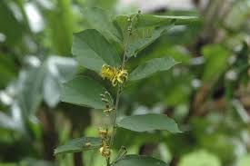 Image result for Grewia flavescens