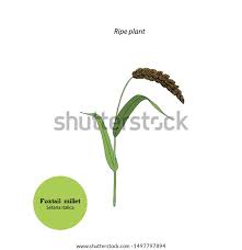 Image result for Setaria italica
