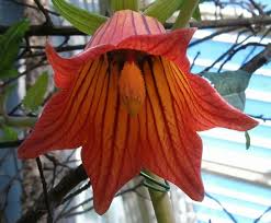 Image result for Canarina