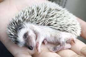 8 Incredible Facts About Hedgehogs Hedgehog Pet Hedgehog Cage Hedgehog Care