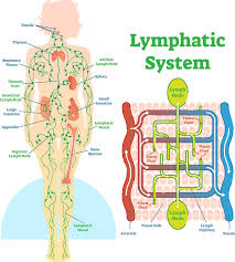 The term neck dissection refers to a surgical procedure in which the fibrofatty contents of the neck are removed for the treatment of cervical lymphatic metastases. Lymph Nodes Problems Disorders From Drugs Alcohol
