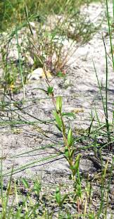 Image result for Corchorus saxatilis