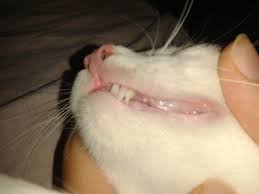 kedilerde fazladan kopek disi petarkadas com