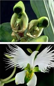 Pin On Flowers Fruits Vegetables Diy S