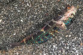 Image result for Grammitis cryptophlebia