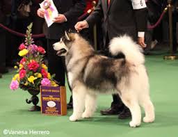 Resultado de imagen de exposicion canina