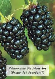 600 x 600 jpeg 448 кб. Growing Blackberries Gurney S Fruit Plants