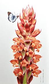 Image result for Satyrium sceptrum