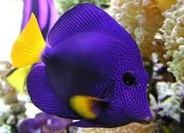 Check spelling or type a new query. Beautiful Fish Top 10 Most Beautiful Saltwater Fish Available Aquariumstoredepot