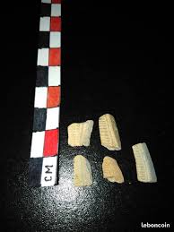 Dents De Raie No2 Aetobatis Sp Lot De 5 Dents Taille De 0 9 Mm A 1 5 Cm Consultez Mes Autres Lot De Fossile Raie Fossiles Dents