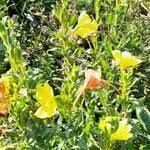 Image result for Oenothera indecora