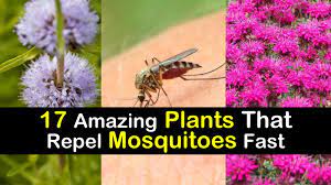 Insecticide powders or sprays might be necessary, but follow directions and keep pets and children away. 17 Amazing Plants That Repel Mosquitoes Fast