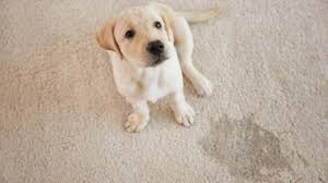 Es dauert zwischen vier und sechs monaten bis ihr welpe komplett stubenrein ist. Hund Stubenrein Bekommen So Gelingt Es Dir Tipps Tricks Veteri