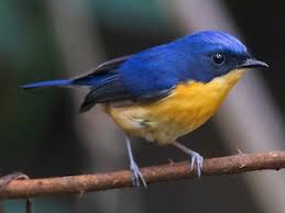 Image result for Philenoptera bussei