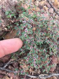 Image result for Euphorbia glanduligera