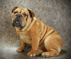 He is chipped, has had all of his shots (including rabies), is completely house trained and loves to sit in your lap. Our Black Swamp Bulldogs Ohio Rare Bulldog Breeder Black Black Tan Blue Chocolate Tri Bulldog Puppies English Bulldog Puppies English Bulldog Breeders