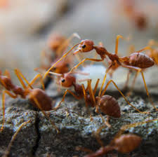 Ant Extermination
