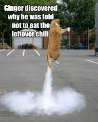 43 chili memes ranked in order of popularity and relevancy. Lolcats Chili Lol At Funny Cat Memes Funny Cat Pictures With Words On Them Lol Cat Memes Funny Cats Funny Cat Pictures With Words On