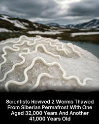Frozen for over 40,000 years — and now they're wriggling again. Russian scientists  just revived two worms from Siberian permafrost. Of the 300 prehistoric  worms unearthed, two began moving and eating shortly