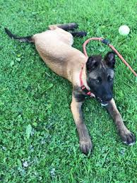 The belgian malinois breed has a short coat and is often black, mahogany, and fawn in color. Belgian Malinois Pup For Sale Uk Pets