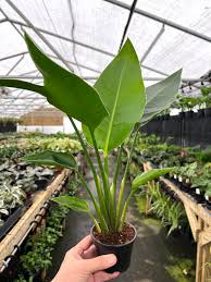 Image result for Strelitzia alba