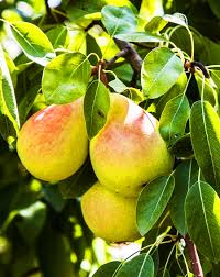 But, there are several things that may cause problems ; Ayers Pear Tree For Sale Online The Tree Center