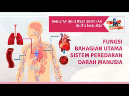 Sendipeluru merupakan hubungan antar tulang yang menghasilkan gerakan bebas ke segala arah. Sistem Rangka Manusia Lessons Blendspace