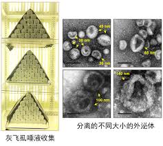 PNAS | 中国科学院大学崔峰研究团队：exportin 6在外泌体介导的 ...