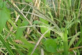 Image result for Paspalum scrobiculatum