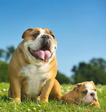 I can tell you from personal experience that carrying your dog around is exhausting especially after a long day of. How Long Does A Bulldog Usually Live Quora