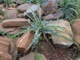 Image result for Ledebouria macowanii