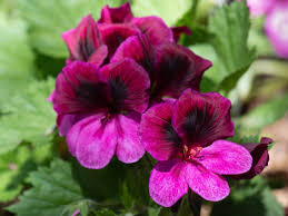 Image result for Geranium vagans
