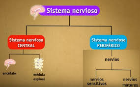 Nervio optico (par craneal ii) 3. Laclasedelprofepedro Esquema Basico Del Sistema Nervioso