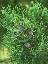 Image result for Callitris