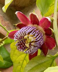 Image result for Passiflora quadrangularis