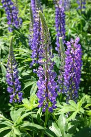 Maybe you would like to learn more about one of these? Lupine Perennial Blue Oregon Wholesale Seed Company