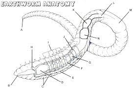 Apr 26, 2017 · as you can see in the earthworm diagram, from front to back, the basic shape of the earthworm is a cylindrical tube, divided into a series of segments that compartmentalize the body. Earthworm Labeling Earthworms Insect Unit Study Science Notebooks