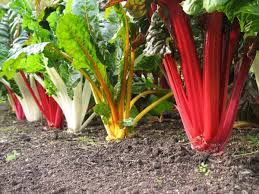 Some varieties have naturally red leaves. Growing Maintaining And Troubleshooting Swiss Chard Dengarden