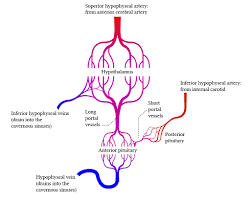 Then underwent endotracheal intubation and were maintained at a rectal temperature of 35 to 37°c. Portal Systems In The Regional Circulation Deranged Physiology