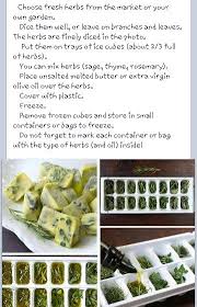 Freeze Herbs In Olive Oil Or Butter To Use In The Winter For Cooking Freezing Fresh Herbs Freezing Herbs Recipes