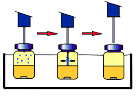 Image result for Huberantha mossambicensis
