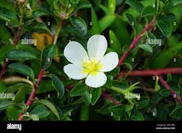 Image result for Ludwigia adscendens