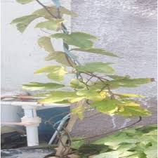 Image result for Cyphostemma adenocaule