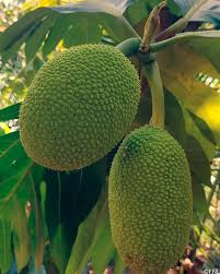 Image result for Artocarpus altilis